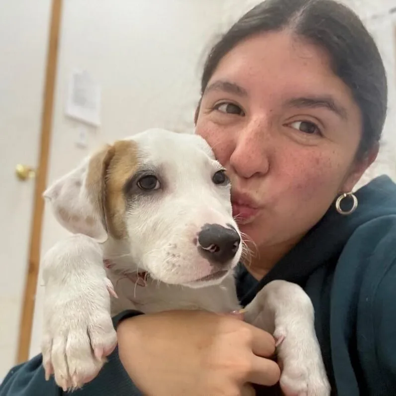 A baby medium-sized male White / Cream Pit Bull Terrier dog named Bay Bridge for adoption in Friendswood, TX