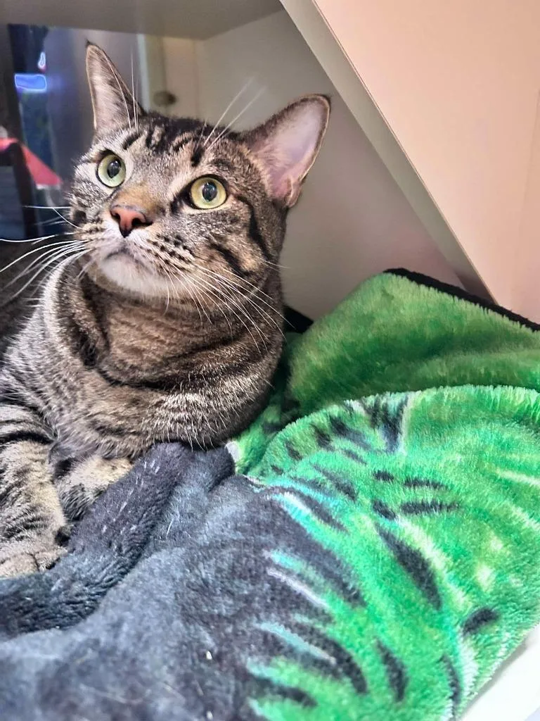 An adult medium-sized male Domestic Short Hair cat named Esteban for adoption in Sebastian, FL