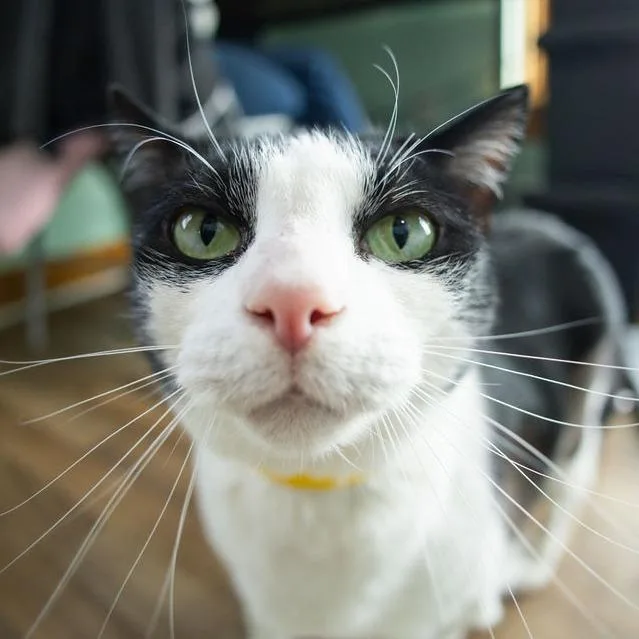 Kit Cat