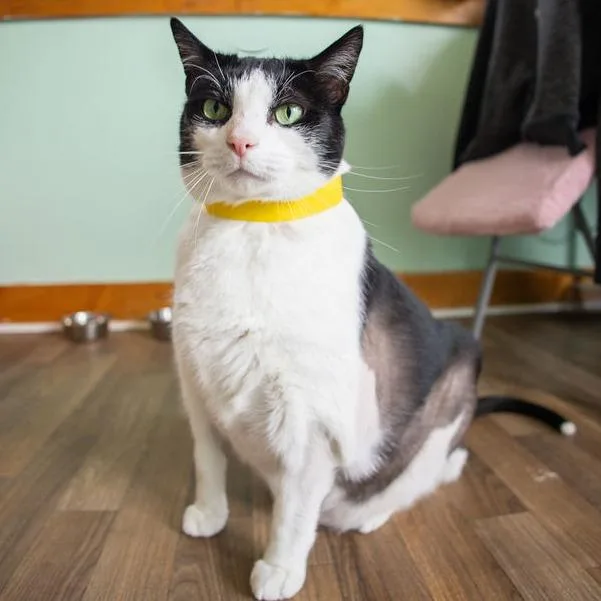 Kit Cat  $ thumbnail 2