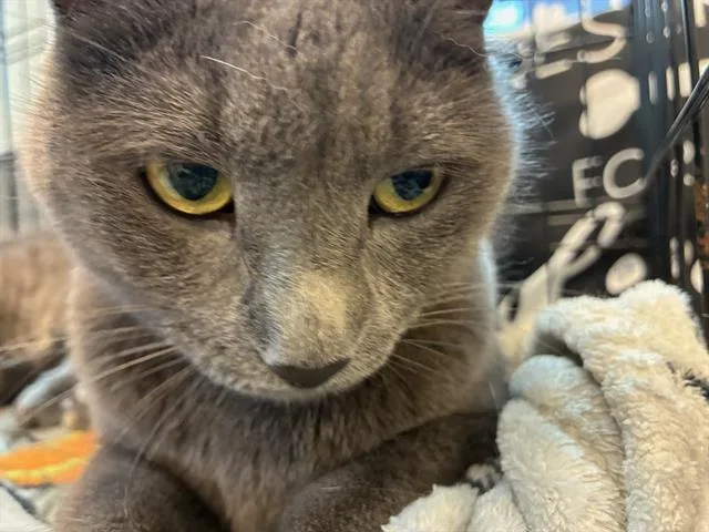 An adult medium-sized female Domestic Short Hair cat named Ziva for adoption in Palmetto, FL