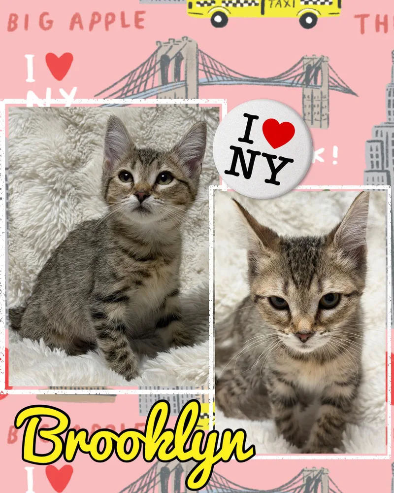 Brooklyn thumbnail 5