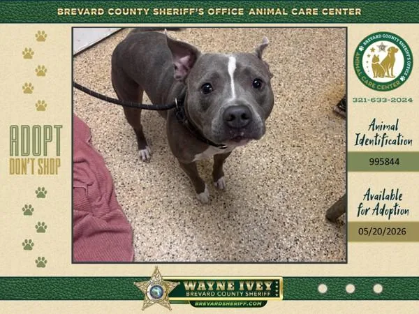 An adult small-sized male Mixed Breed dog named Zephyr for adoption in Melbourne, FL
