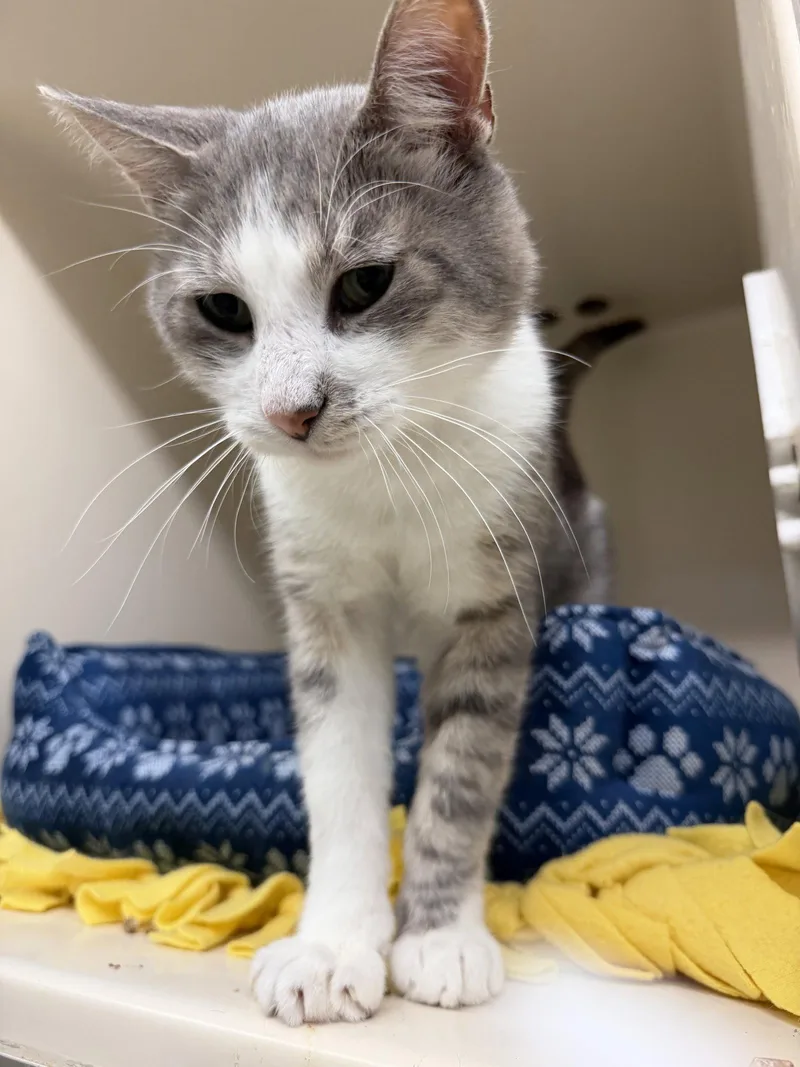 An adult medium-sized male Domestic Short Hair cat named Asteroid RPS for adoption in Rockaway, NJ