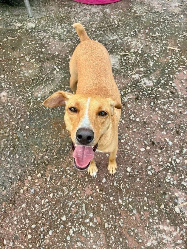 A young medium-sized male Golden Mixed Breed dog named Sven for adoption in Georgetown, SC