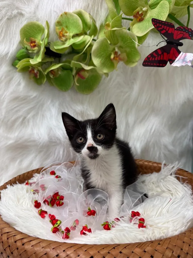 A baby medium-sized male Domestic Short Hair cat named Phaloar for adoption in Peoria, AZ