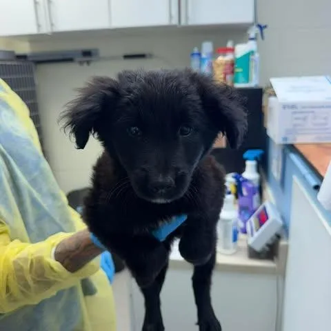A baby small-sized female Black Shepherd dog named Keke for adoption in Bastrop, TX