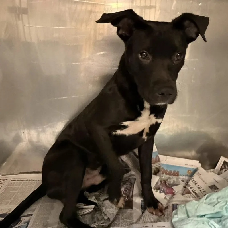 A young medium-sized male Labrador Retriever dog named Hawk  U for adoption in Tupelo, MS