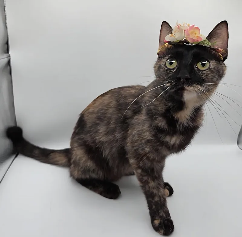A young medium-sized female Domestic Short Hair cat named Ling Ling for adoption in Mobile, AL