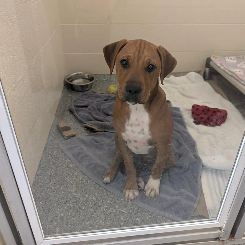 A baby medium-sized male Mixed Breed dog named Hayride for adoption in Hendersonville, NC