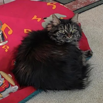 Stephanie thumbnail 5