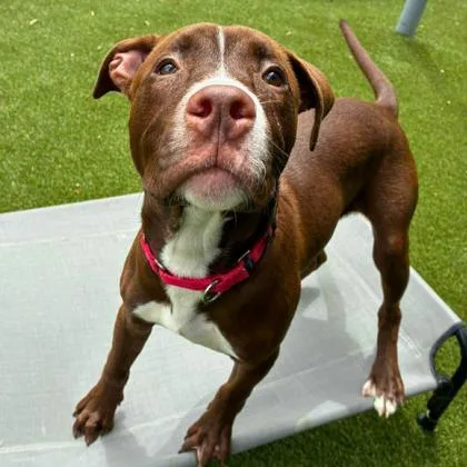 A baby medium-sized male Terrier dog named Pretzel for adoption in Gastonia, NC