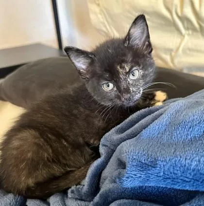 A baby small-sized female Black Domestic Short Hair cat named Mischief for adoption in Kansas City, MO