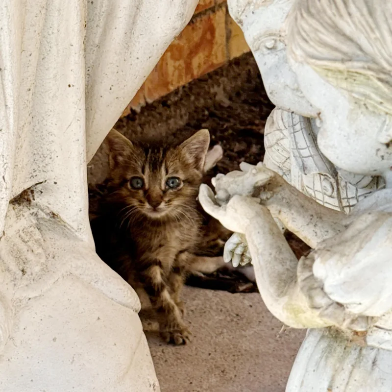 A baby medium-sized male Tabby cat named Oz for adoption in Kingwood, TX