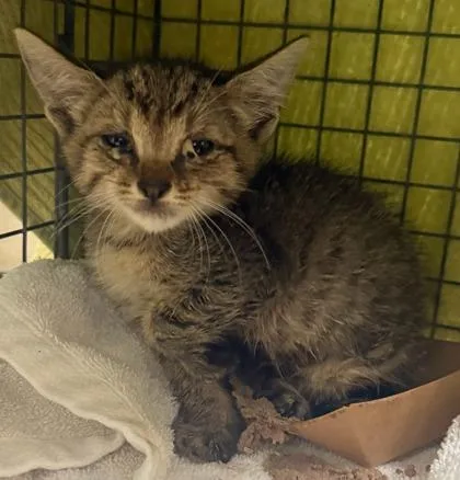 A baby small-sized male Domestic Short Hair cat named Jagger for adoption in Honolulu, HI