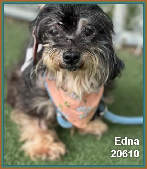 Edna thumbnail 2
