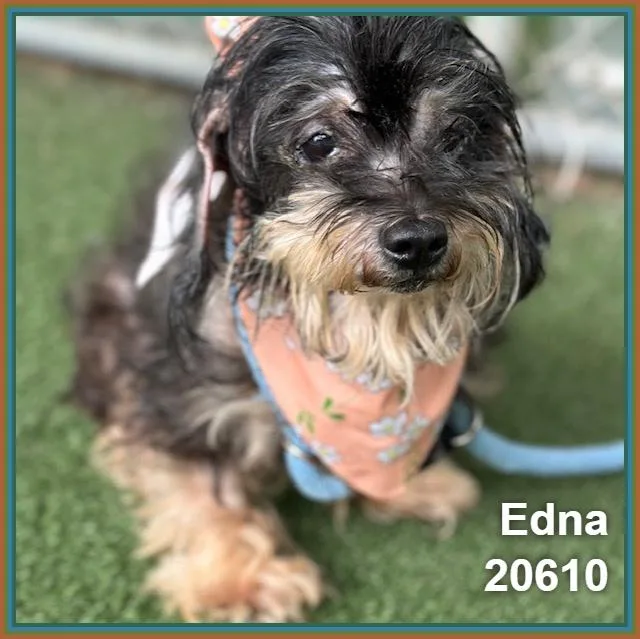 Edna thumbnail 3