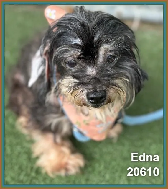 Edna thumbnail 4
