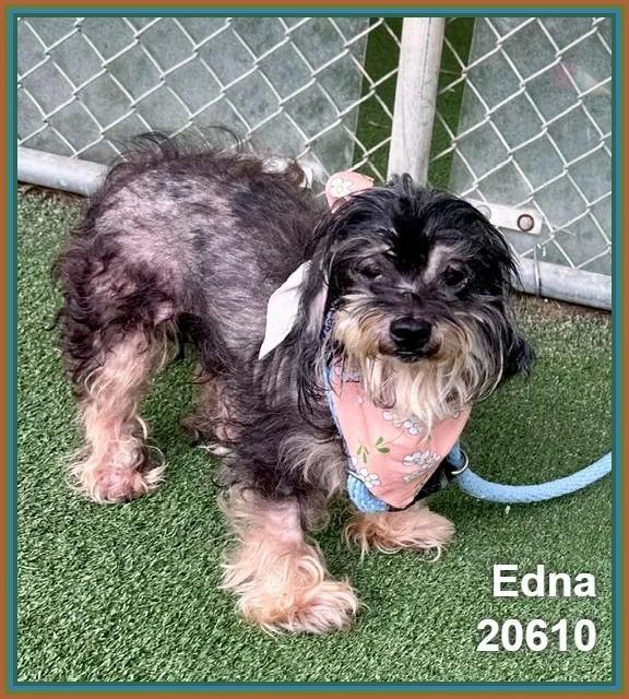 Edna thumbnail 5