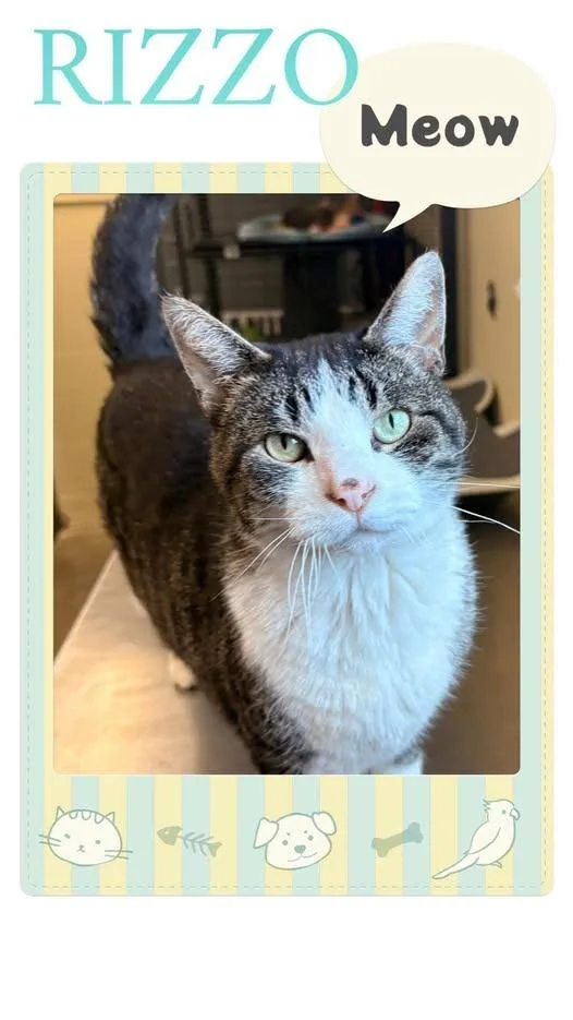 An adult large-sized female Domestic Short Hair cat named Rizzo for adoption in Rensselaer, IN