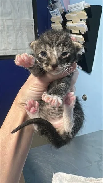 A baby small-sized male Domestic Short Hair cat named A for adoption in Bakersfield, CA