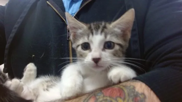 A baby small-sized female Domestic Short Hair cat named Ginnie for adoption in Miami, FL