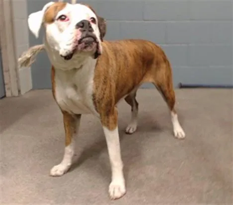 An adult large-sized female Boxer dog named Athena for adoption in Downey, CA