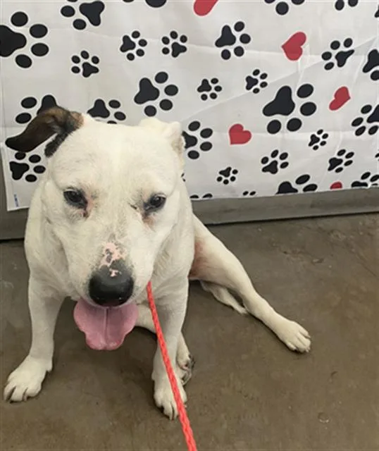 An adult large-sized female Mixed Breed dog named Kenzie for adoption in Dallas, TX