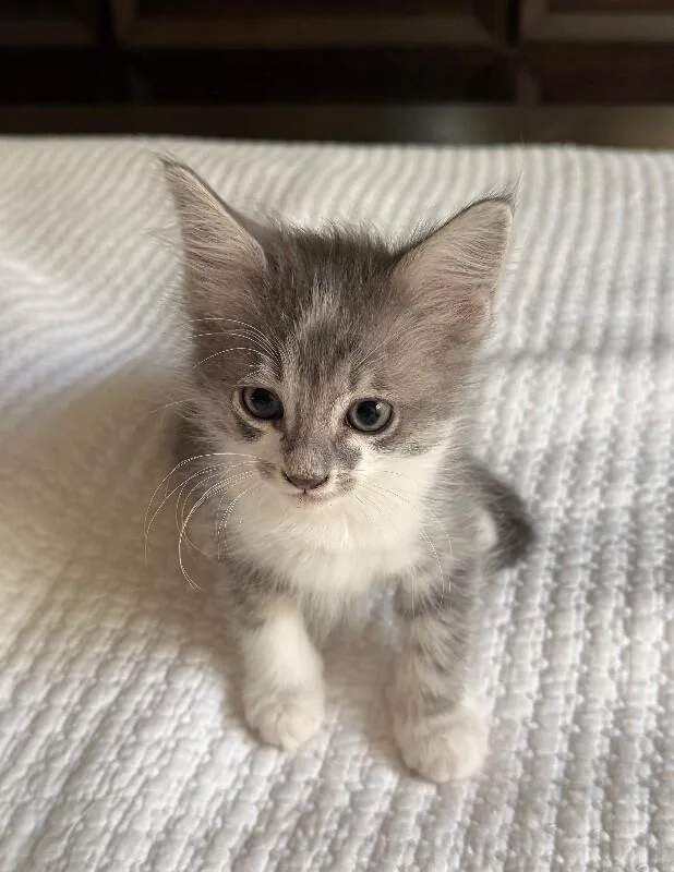 A baby medium-sized female Gray & White Tabby cat named Gouda Cheese Litter for adoption in Anthem, AZ