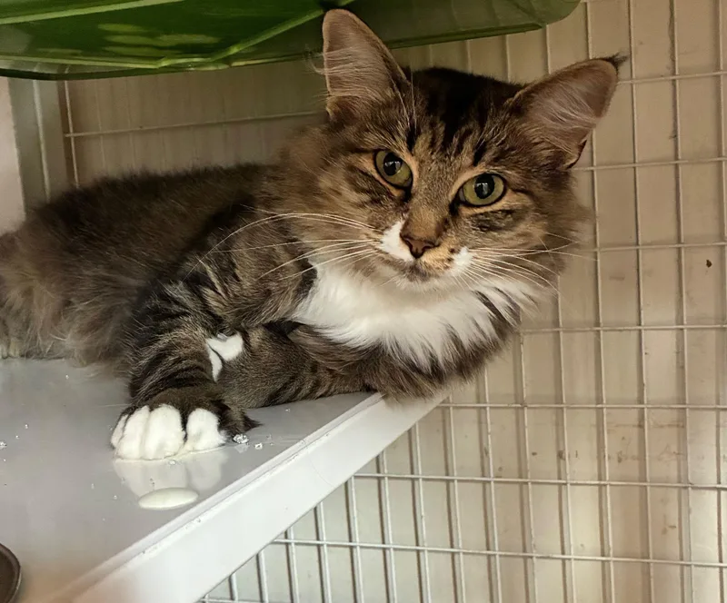 An adult medium-sized female Tabby (Brown / Chocolate) Domestic Short Hair cat named Sweetie for adoption in Lodi, CA