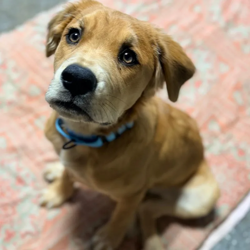 Frankie