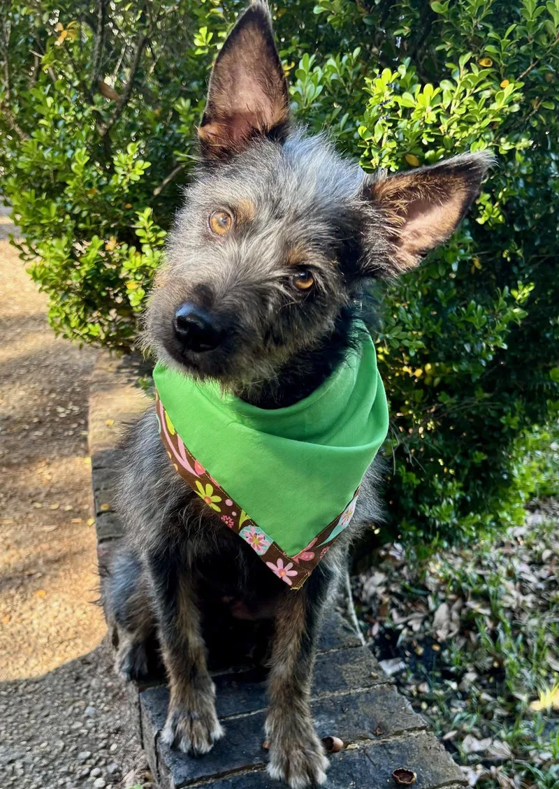A young small-sized male Black Terrier dog named Sweet Clover  Cute for adoption in Cypress, TX
