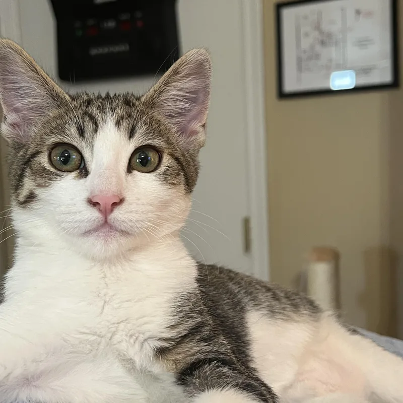 A baby small-sized male Domestic Short Hair cat named Skipper for adoption in Chandler, AZ