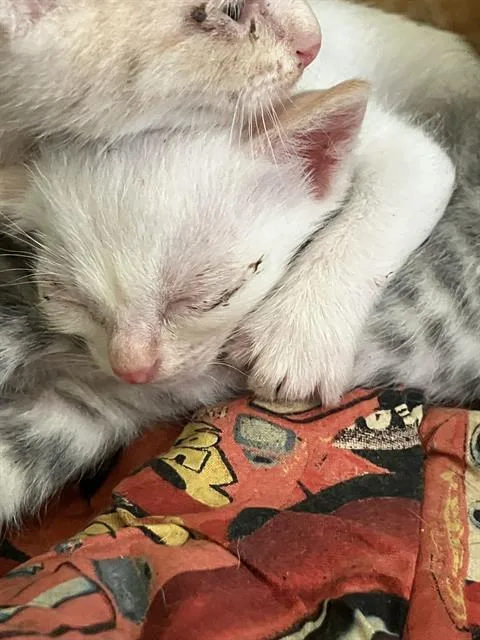 A baby small-sized male Domestic Short Hair cat named Jessica for adoption in Dallas, TX