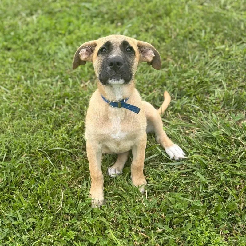 A baby medium-sized female Yellow / Tan / Blond / Fawn Mixed Breed dog named Annie for adoption in Alexandria, VA