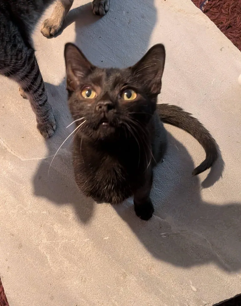 A baby small-sized male Black Domestic Short Hair cat named Gar for adoption in Clarksville, TN