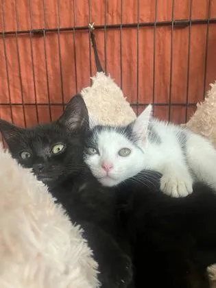 A baby small-sized male Domestic Short Hair cat named Hula for adoption in West Chester, PA