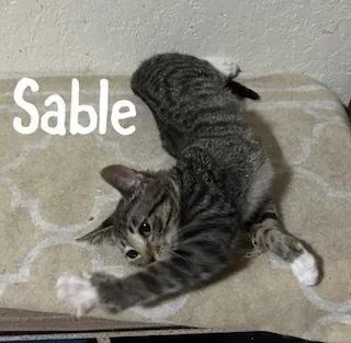 A baby small-sized female Domestic Short Hair cat named Sable for adoption in Ruskin, FL