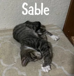 Sable thumbnail 5