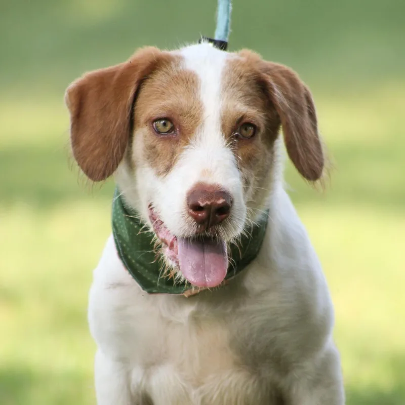 A baby medium-sized female Red / Chestnut / Orange Terrier dog named Svedka for adoption in Columbia, SC