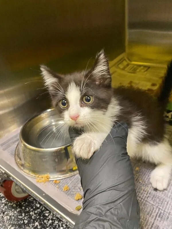 A young medium-sized male Black & White / Tuxedo Domestic Short Hair cat named Orion for adoption in Jackson, TN