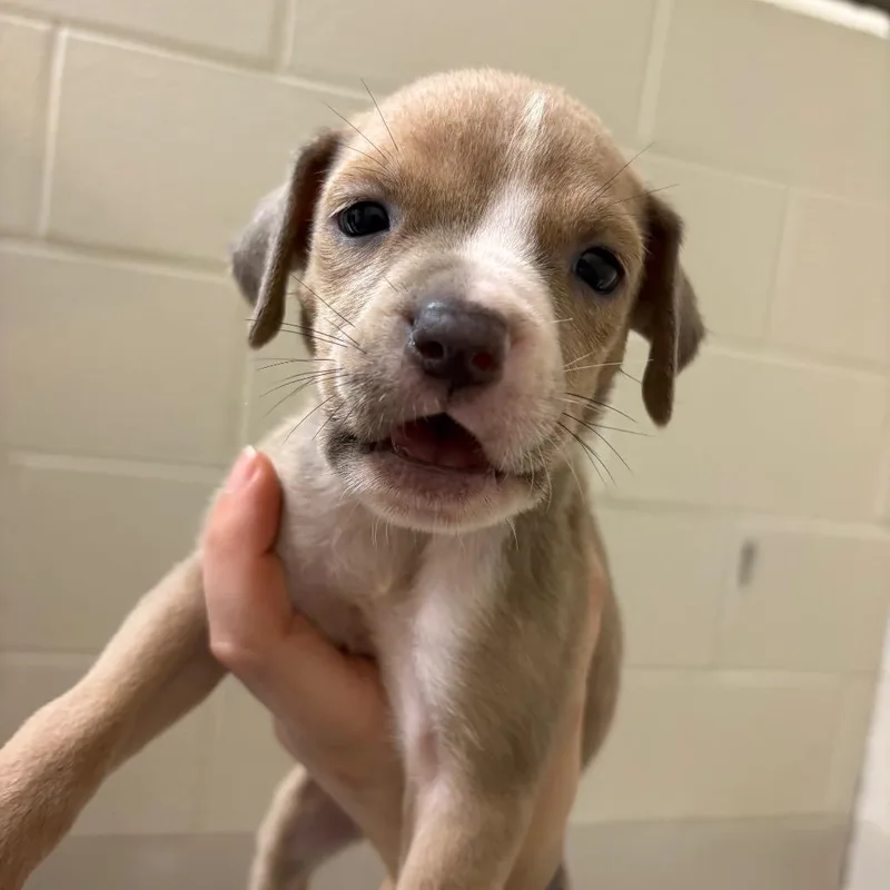 A baby small-sized female Yellow / Tan / Blond / Fawn Mixed Breed dog named Jessie for adoption in Pensacola, FL