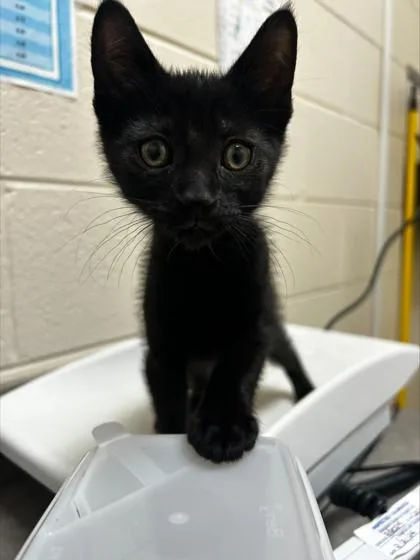 A baby small-sized male Domestic Short Hair cat named Rishi for adoption in Westland, MI