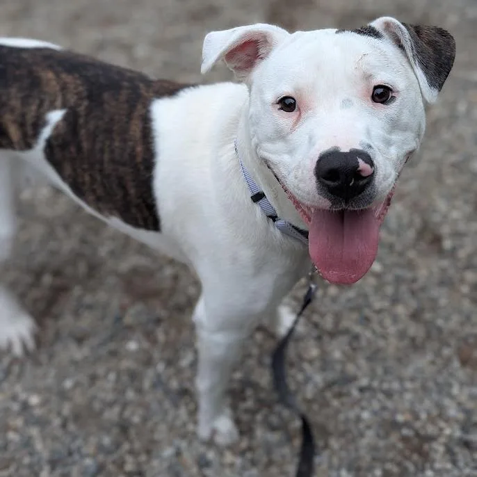 A young large-sized female White / Cream Mixed Breed dog named Liberty for adoption in West Olive, MI