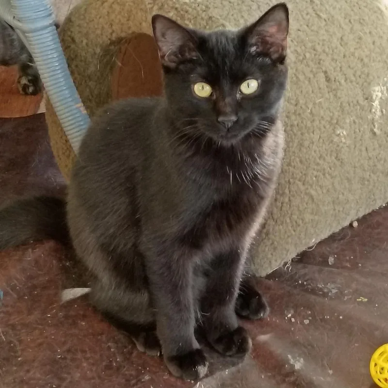 A young medium-sized female Black Domestic Short Hair cat named Mary Sanderson for adoption in Cincinnati, OH