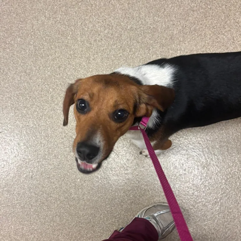 An adult medium-sized male Brown / Chocolate Beagle dog named Elmer for adoption in Bristol, IN