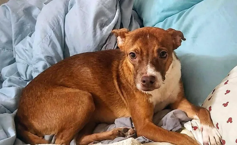 A young small-sized female Terrier dog named Sissy for adoption in Kansas City, KS