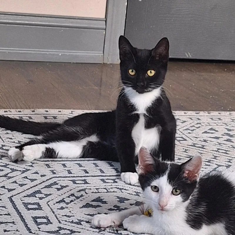 Spicy Sauce Sonya thumbnail 2