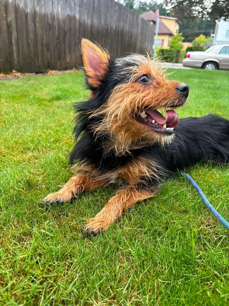 A young small-sized male Yorkshire Terrier dog named Teddy for adoption in Tacoma, WA