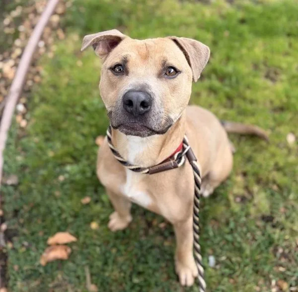 An adult large-sized male Pit Bull Terrier dog named Rascal for adoption in Oakland, CA